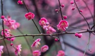 徐志摩《陌上花开》